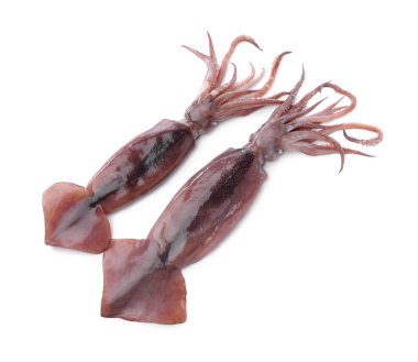 Beyaz arkaplanda taze çiğ mürekkep balıkları, üst görünüm