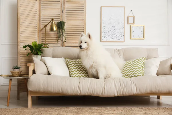 Uroczy Samoyed Pies Kanapie Salonie — Zdjęcie stockowe