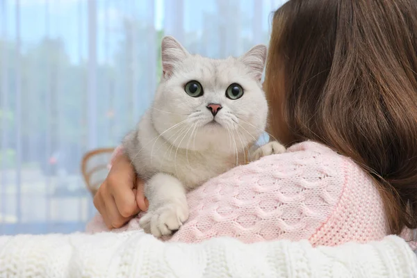 Αξιολάτρευτο Λευκό Βρετανό Shorthair Γάτα Τον Ιδιοκτήτη Του Στο Σπίτι — Φωτογραφία Αρχείου