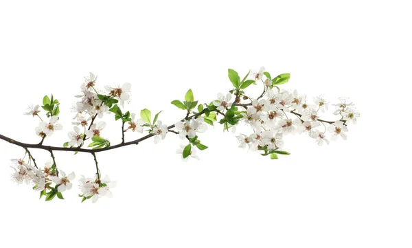 Kirschbaumzweig Mit Schönen Blüten Isoliert Auf Weiß — Stockfoto