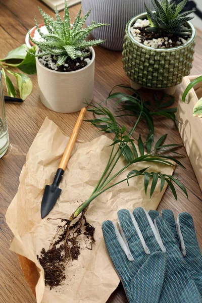 Házi Növények Kertészeti Szerszámok Faasztalon — Stock Fotó