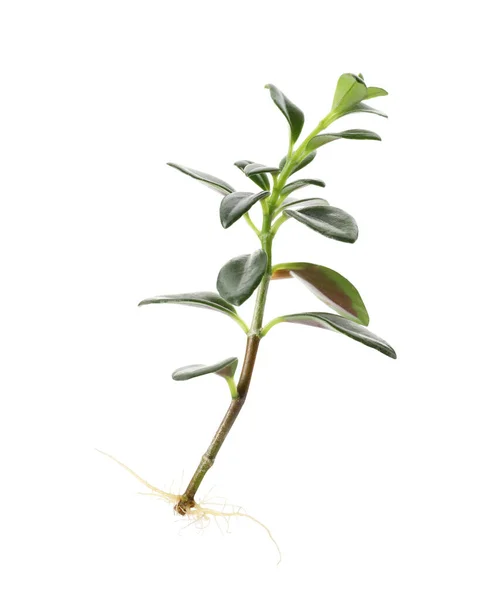 Krukväxt Planta Med Blad Isolerade Vit — Stockfoto