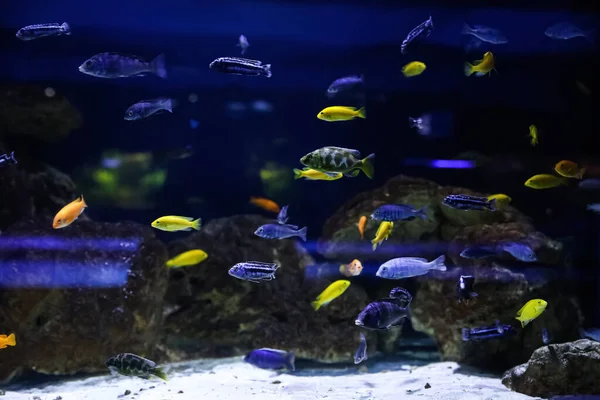 Diferentes Hermosos Peces Pequeños Acuario Claro — Foto de Stock