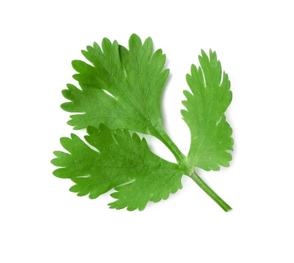 Aromatisk Färsk Grön Koriander Isolerad Vit Ovanifrån — Stockfoto