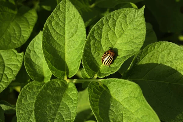 コロラド ポテト ビートル 緑の植物の屋外 クローズアップ — ストック写真