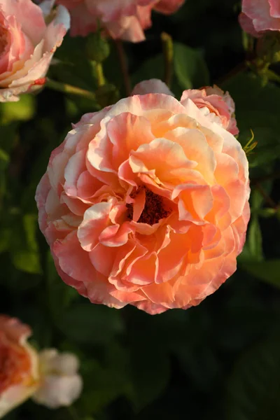 Hermosa Rosa Coral Flor Sobre Fondo Borroso Primer Plano — Foto de Stock