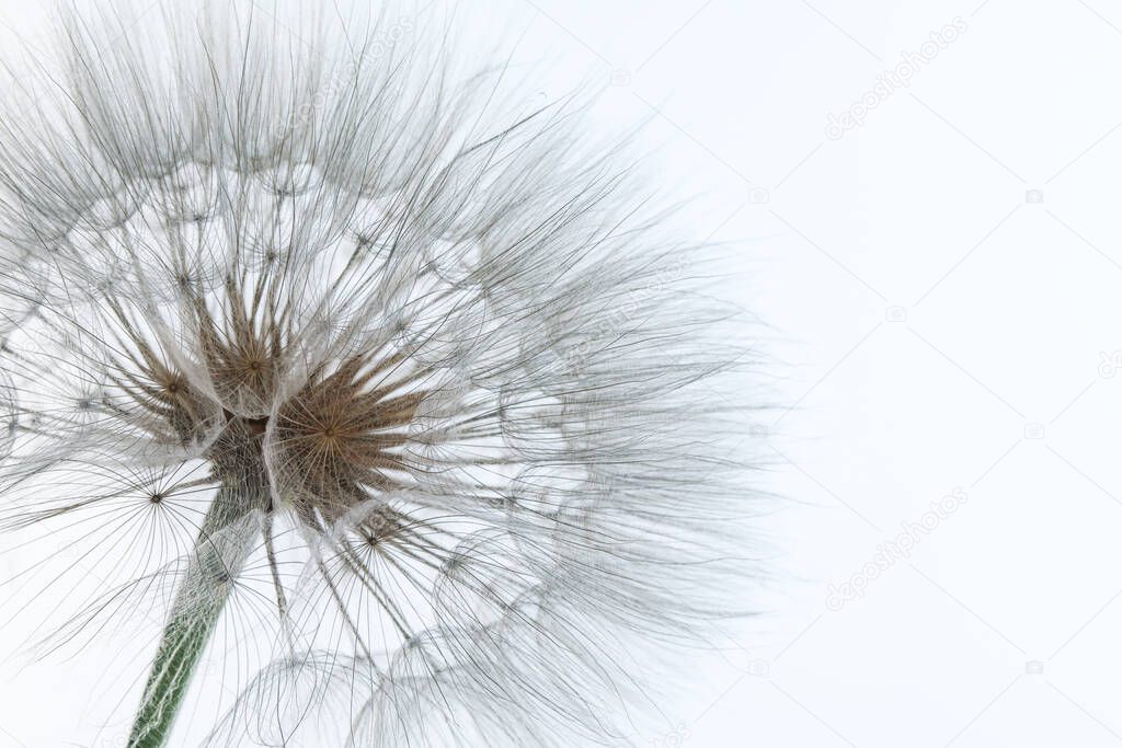 Beautiful fluffy dandelion flower on light background, closeup