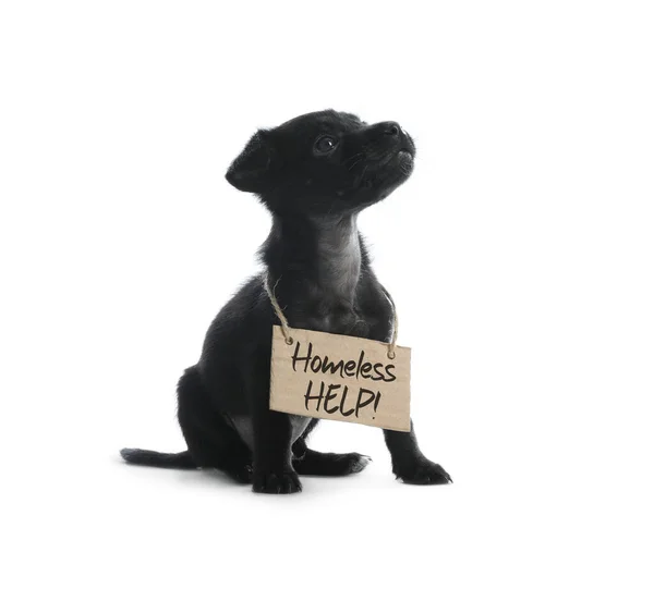 Cute Little Dog Blank Cardboard Sign White Background Homeless Pet — Stock Photo, Image