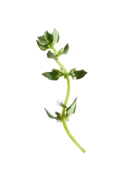 Aromatic Thyme Sprig White Background Fresh Herb — Stock Photo, Image