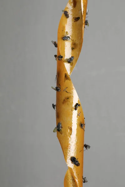 Plakkerige Insectentape Met Dode Vliegen Grijze Achtergrond — Stockfoto
