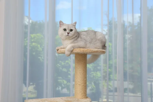 Αξιολάτρευτο Λευκό Βρετανικό Shorthair Γάτα Δέντρο Κατοικίδιων Ζώων Στο Σπίτι — Φωτογραφία Αρχείου