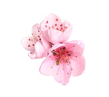 Beyaz arka planda güzel sakura ağacı çiçekleri