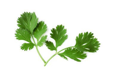 Aromatik taze yeşil kişniş beyaz, üst görünümde izole