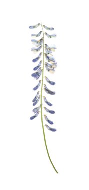 Beyaz arka planda kurumuş yabani çayır çiçeği