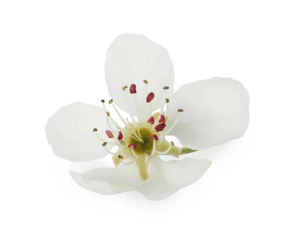 배경에 꽃피는 아름다운 꽃나무의 — 스톡 사진