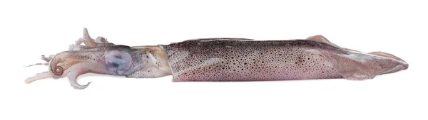Rauwe Inktvis Geïsoleerd Wit Verse Zeevruchten — Stockfoto