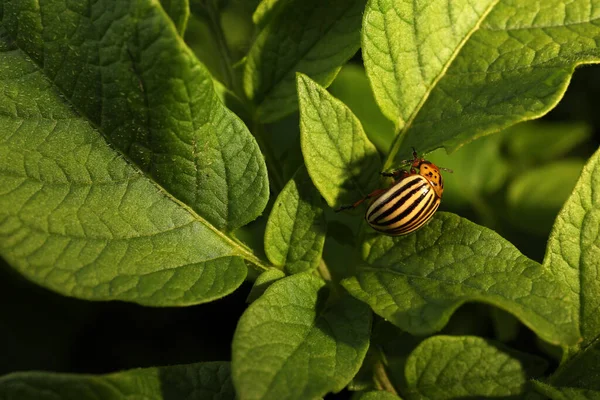 コロラド ポテト ビートル 緑の植物の屋外 クローズアップ — ストック写真