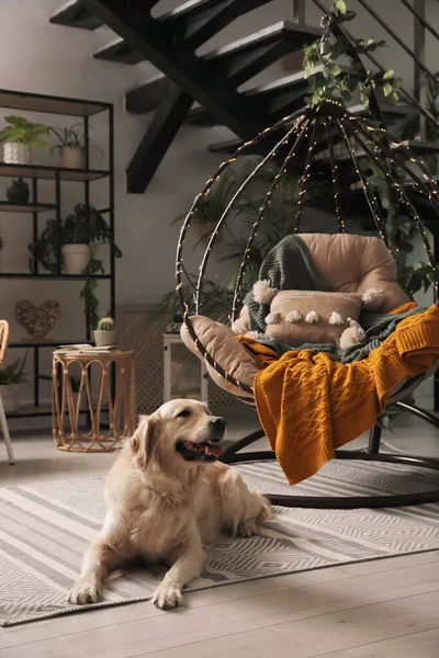 Mooie Golden Retriever Hond Rustend Buurt Van Hangende Stoel Overdekt — Stockfoto