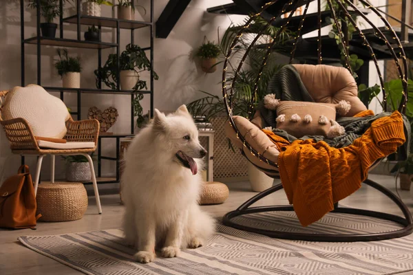 Hermoso Perro Samoyedo Sentado Cerca Silla Colgante Terraza Interior —  Fotos de Stock