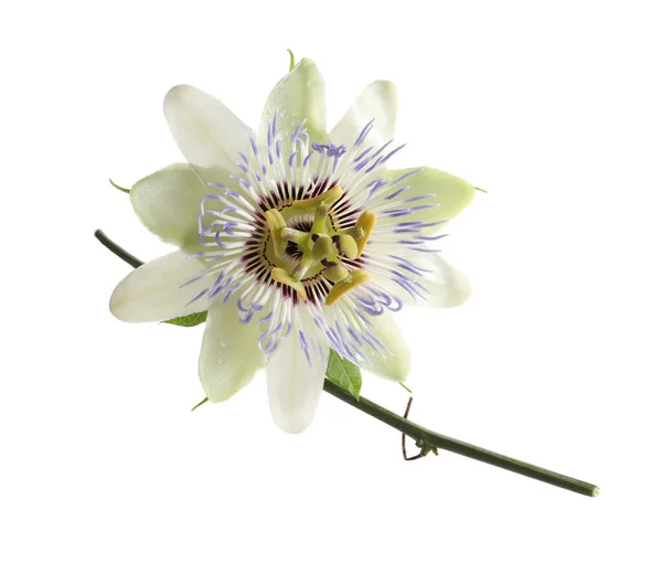 Krásný Květ Rostliny Passiflora Mučenky Bílém Pozadí — Stock fotografie