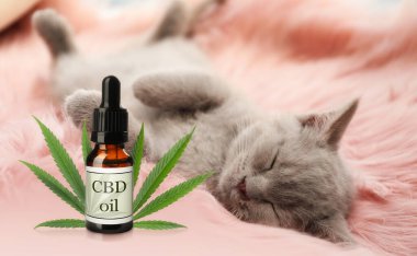 Bir şişe CBD yağı ve tüylü battaniyenin üzerinde uyuyan sevimli bir kedi.