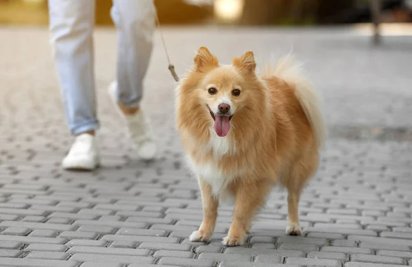 Frau Mit Ihrem Süßen Hund Beim Gassigehen Auf Der Stadtstraße — Stockfoto
