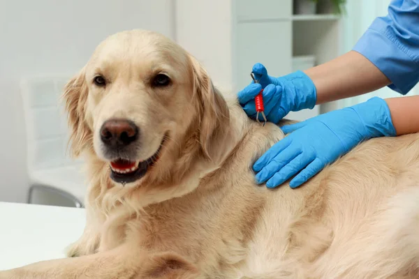 Ветеринар Снимает Клещей Собаки Помещении Крупным Планом — стоковое фото