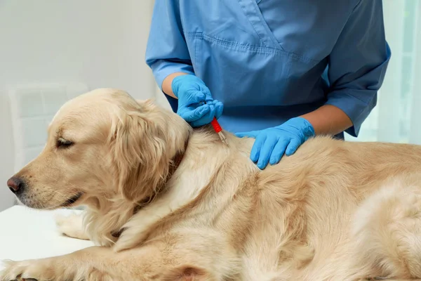 Veterinär Fästingar Hund Inomhus Närbild — Stockfoto