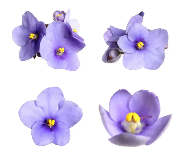 Set Met Prachtige Violette Bloemen Witte Achtergrond — Stockfoto