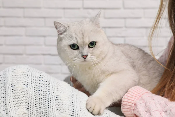 Schattige Blanke Britse Stenografisch Kat Met Zijn Eigenaar Buurt Van — Stockfoto