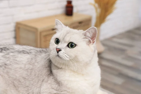 Adorable Gato Británico Taquigrafía Blanco Interiores Linda Mascota —  Fotos de Stock