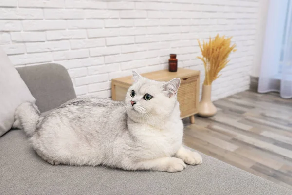 自宅でソファの上に愛らしい白い英国の短毛猫 かわいいペット — ストック写真