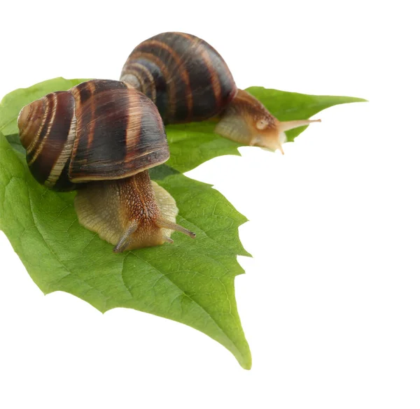 Common Garden Snails Crawling Green Leaves White Background — Stock Photo, Image