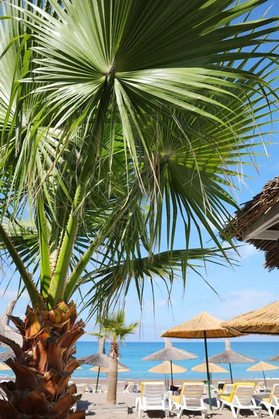 Beautiful Palm Tree Sea Beach Exotic Resort — Stock Photo, Image