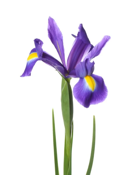 Schöne Iris Isoliert Auf Weiß Frühlingsblume — Stockfoto