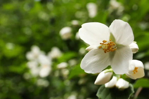 Closeup View Beautiful Jasmine Flowers Outdoors Space Text — Stock Photo, Image