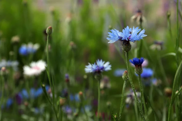 Hermosos Acianos Azules Que Crecen Aire Libre Vista Cerca — Foto de Stock