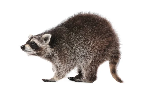 Lindo Mapache Común Divertido Aislado Blanco — Foto de Stock