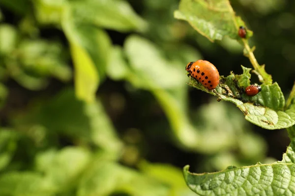 Colorado Aardappel Kever Larven Groene Plant Buiten Close — Stockfoto