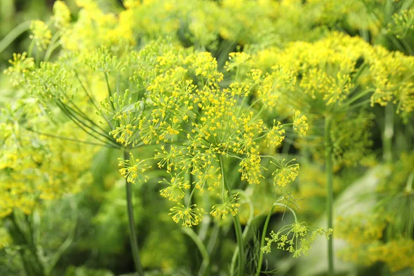 Färska Gröna Dill Blommor Suddig Bakgrund Närbild — Stockfoto