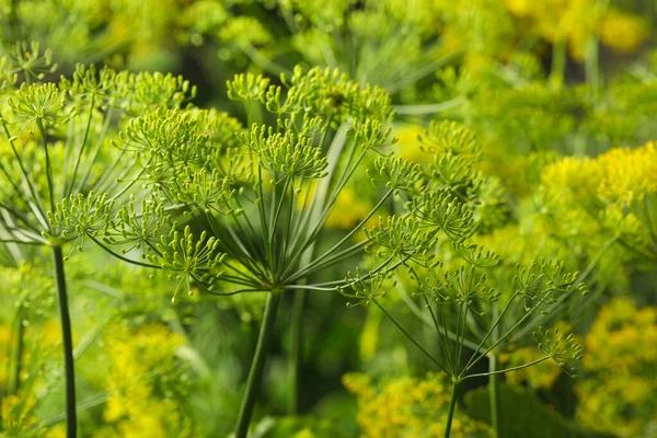 Verse Groene Dille Bloemen Wazig Achtergrond Close — Stockfoto