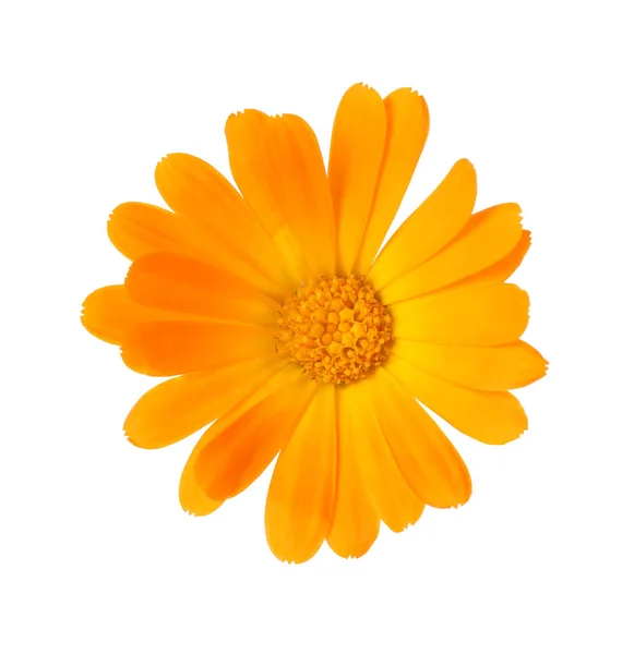 Fresh Beautiful Calendula Flower Isolated White — Stock Photo, Image