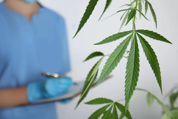 Doktorn Jobbar Laboratoriet Fokusera Löv Medicinsk Cannabis — Stockfoto