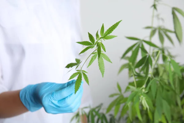 Doktorn Håller Färsk Hampa Växt Vit Bakgrund Närbild Medicinsk Cannabis — Stockfoto