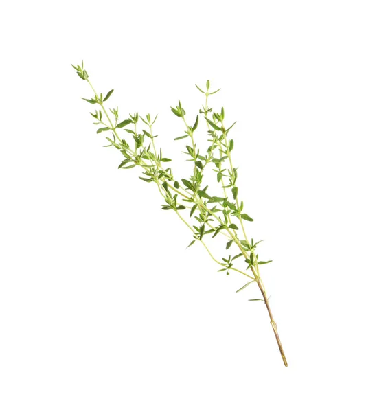 Aromatic Thyme Sprig White Background Fresh Herb — Stock Photo, Image