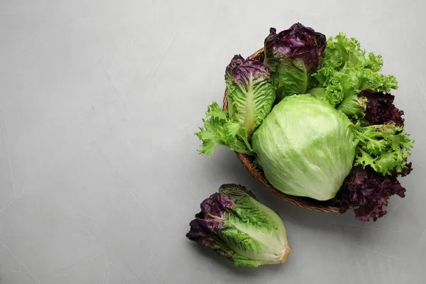 Diferentes Tipos Lechuga Mesa Gris Claro Puesta Plana Espacio Para —  Fotos de Stock