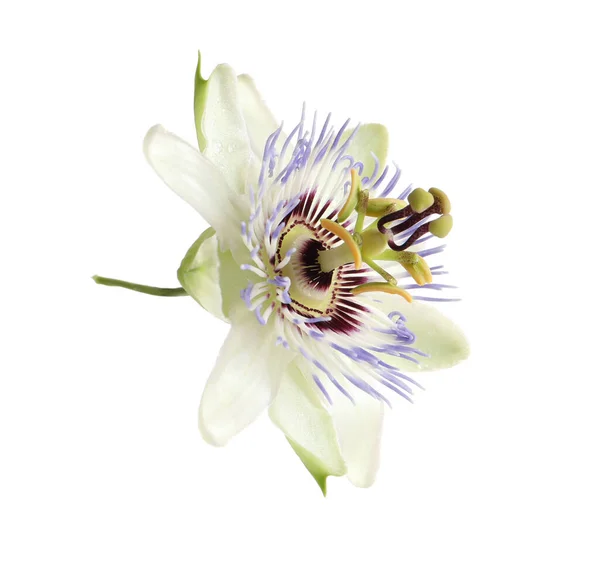 Beyaz Arka Planda Passiflora Bitkisinin Tutku Meyvesi Güzel Çiçekleri — Stok fotoğraf