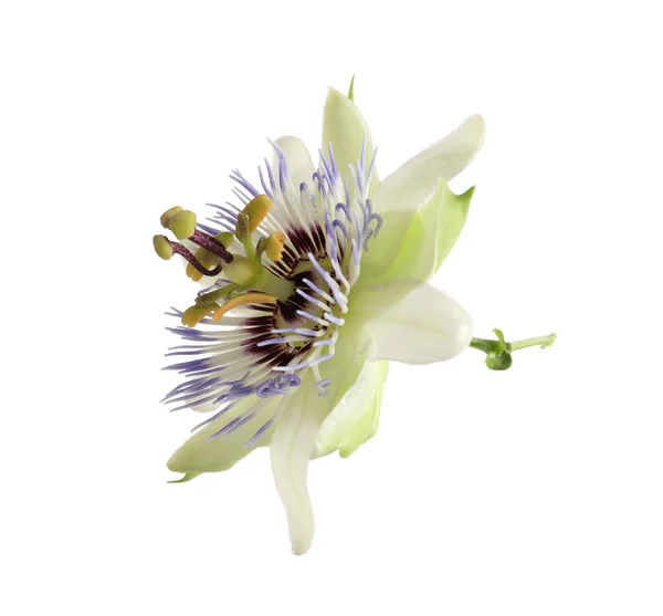 Krásný Květ Rostliny Passiflora Mučenky Bílém Pozadí — Stock fotografie