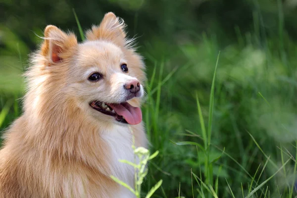 Lindo Perro Parque Día Soleado Espacio Para Texto —  Fotos de Stock