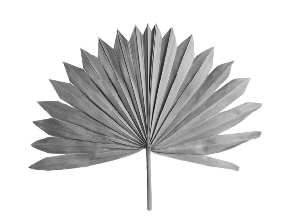 淡淡的背景上的扇棕榈树叶子 黑白调 — 图库照片